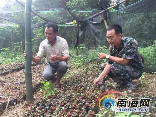 蚊子养殖工厂_养殖蚊子致富案例_养殖蚊子有什么用途