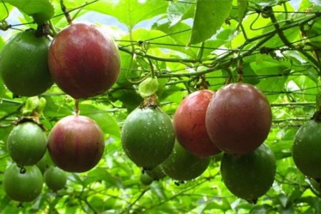 农村好项目种植花草（农村致富种植）