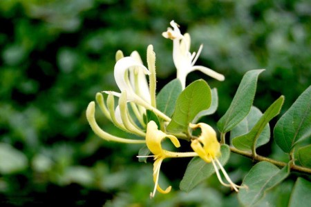 农村好项目种植花草（农村致富种植）