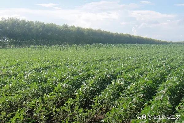 特种农业种植致富项目_特色农业种植项目_农业特种养殖致富项目