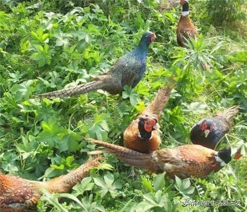 特种农业种植致富项目_农业特种养殖致富项目_特色农业种植项目