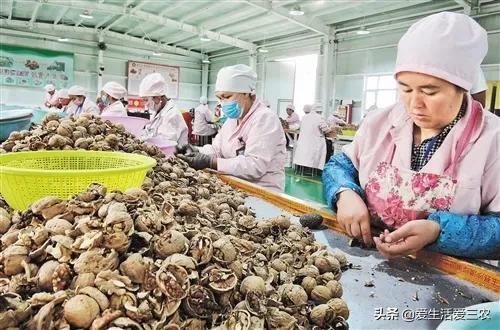 特种农业种植致富项目_特色农业种植项目_农业特种养殖致富项目