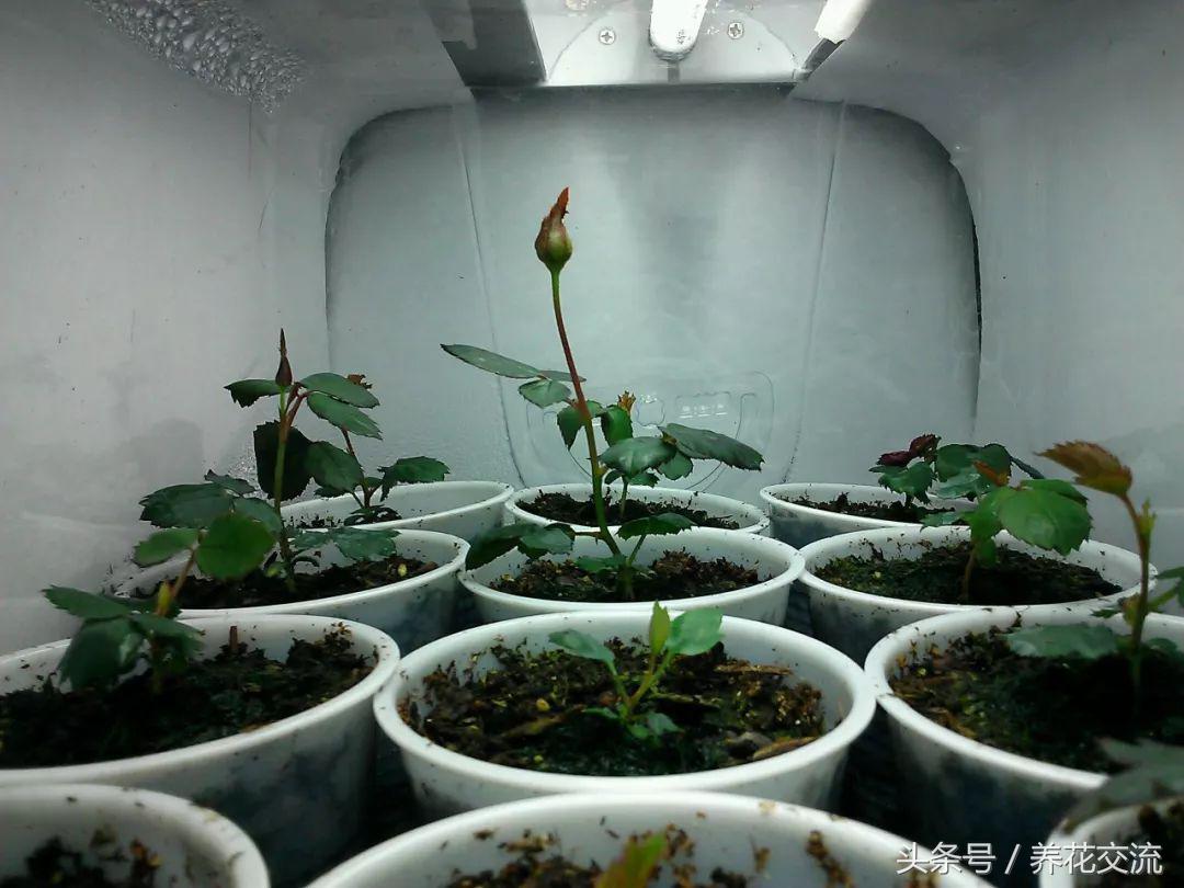 月季花籽怎么种植技术_月季种植技术花籽怎么种_月季种植技术花籽怎么育苗