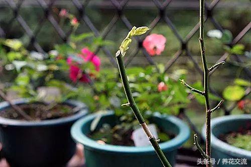 月季种植技术花籽怎么种_月季种植技术花籽怎么育苗_月季花籽怎么种植技术