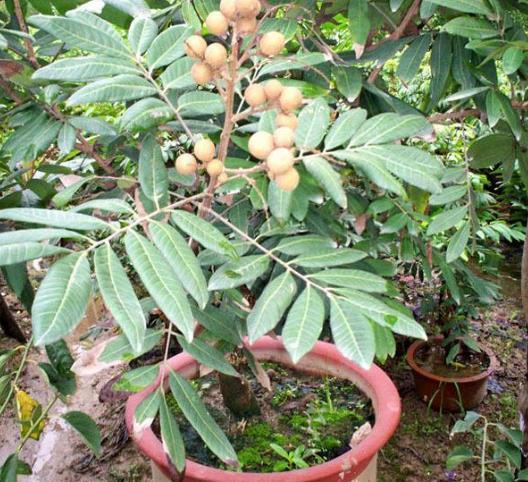 月季花籽种植方法_月季种植技术花籽怎么种_月季花籽怎么种植技术