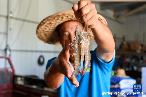 青虾甲鱼混养_甲鱼与虾混养_致富经对虾甲鱼混养