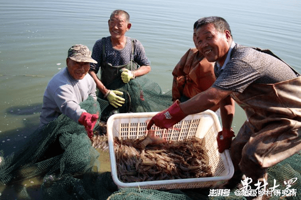 致富经对虾甲鱼混养_青虾甲鱼混养_甲鱼与虾混养