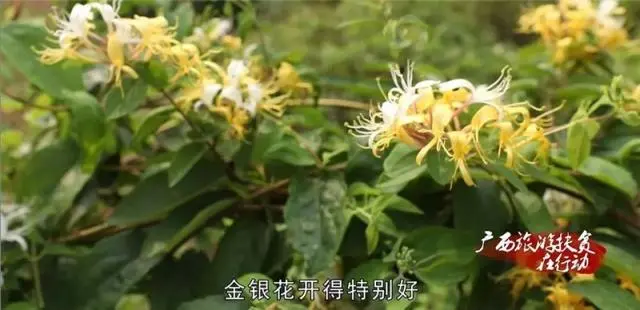 山银花亩产量_山银花种植技术_种植山银花致富