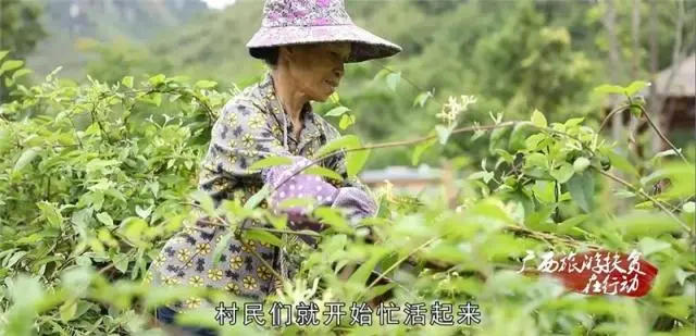 山银花亩产量_种植山银花致富_山银花种植技术