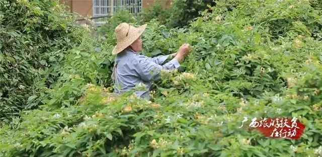 山银花种植技术_种植山银花致富_山银花亩产量