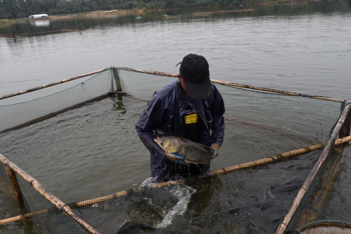 致富经水产养殖视频_致富经活水养鱼视频_生态水养殖致富