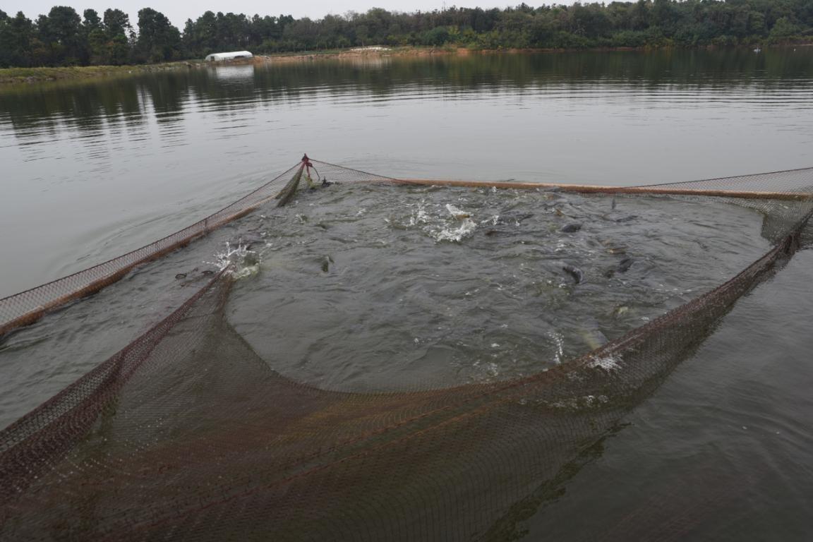 致富经水产养殖视频_生态水养殖致富_致富经活水养鱼视频