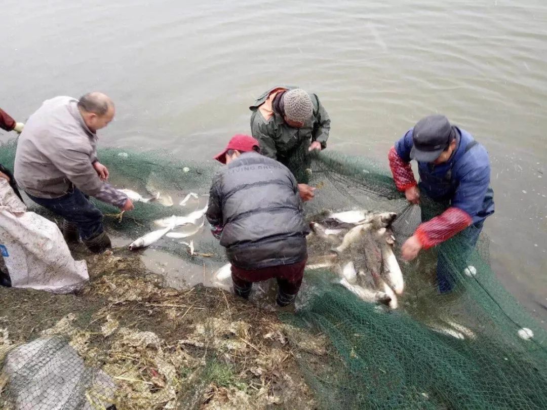 南通最大养猪基地址_养殖致富专题南通_南通养殖基地