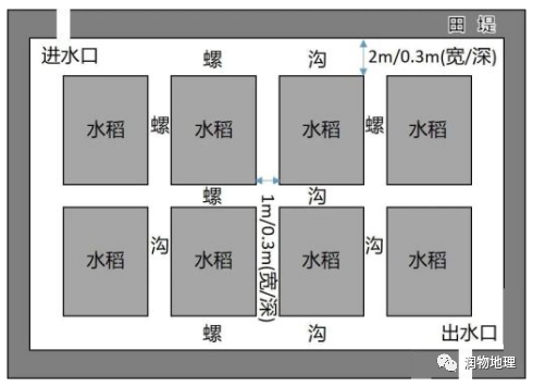 日本田螺养殖技术_养殖田螺日本技术要求_养殖田螺日本技术怎么样