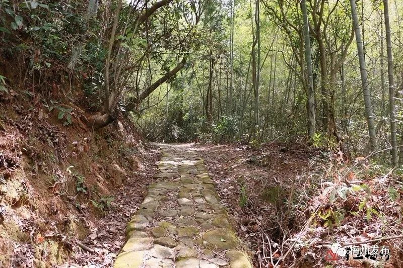 蒲公英种植技术农村致富经_致富经蒲公英种植_蒲公英种植技术及效益