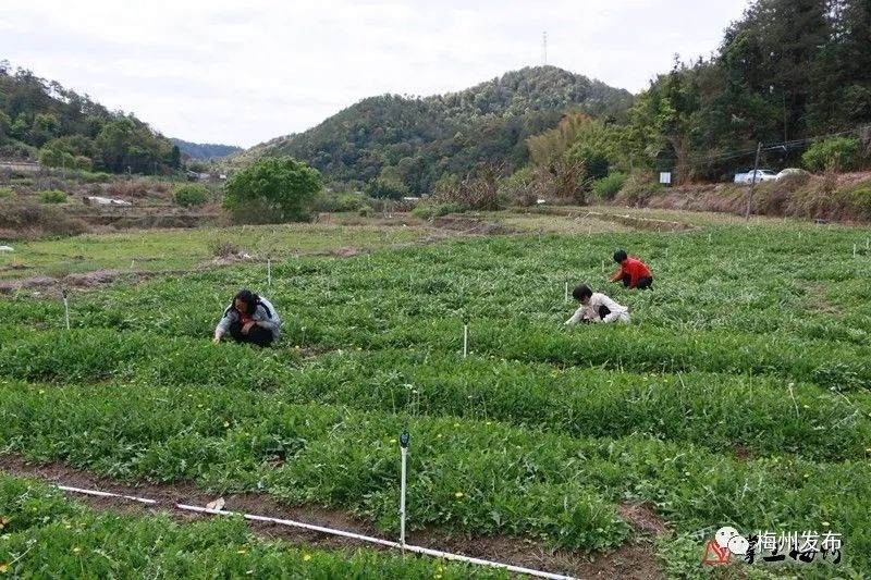 蒲公英种植技术及效益_蒲公英种植技术农村致富经_致富经蒲公英种植