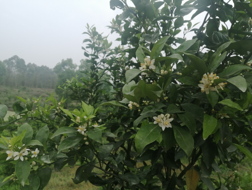 春见花开满枝头村民勤劳有奔头--汪家镇新塘村谱写耙耙柑产业致富经