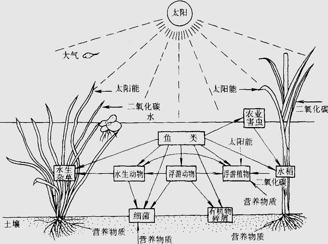 种植水稻致富6_致富水稻种植视频_水稻种植赚钱吗