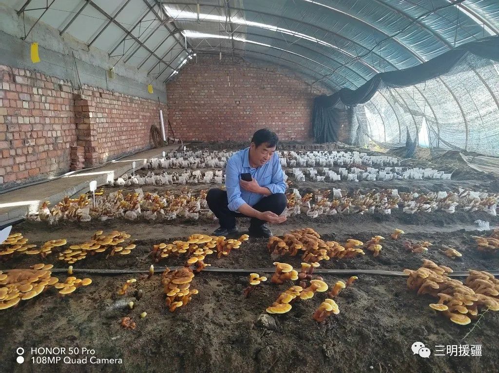 食用菌养殖户_食用菌养殖致富_致富养殖食用菌图片