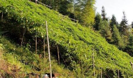 百香果如何种植技术_种植果香技术视频_香果的种植方法