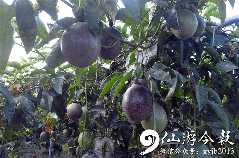 果树种植致富经_致富经百香果种植技术_果业种植