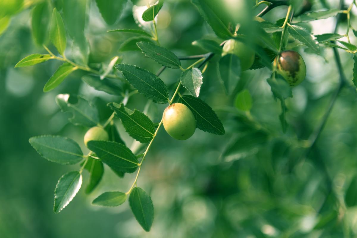 大枣种植技术要点_大枣种植技术_大枣种植技术视频