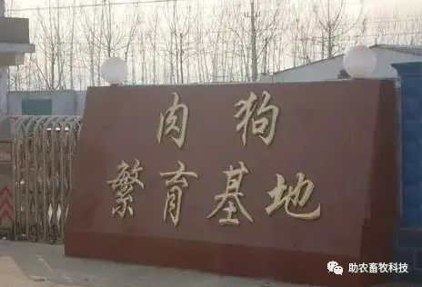 养殖业肉狗效率咋样_专业养肉狗的风险与利润_肉狗养殖专业技术