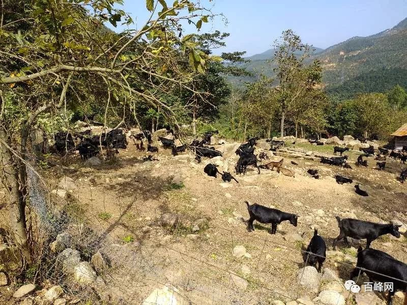 山区致富_大山种植致富视频_大山种出致富草