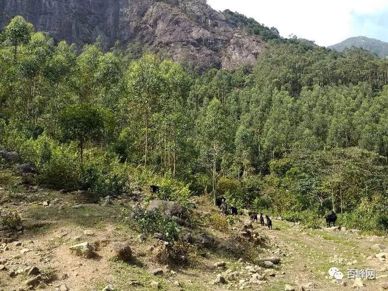 山区致富_大山种植致富视频_大山种出致富草