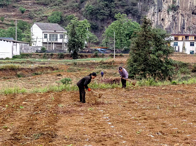 大山种植致富视频_大山里的致富经_农村种植致富好项目视频