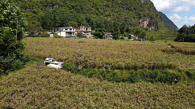 大山里的致富经_农村种植致富好项目视频_大山种植致富视频