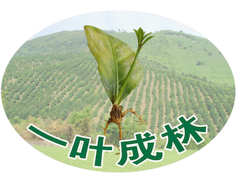 冬青植物怎么养殖技术_养殖植物冬青技术要求_养殖植物冬青技术视频