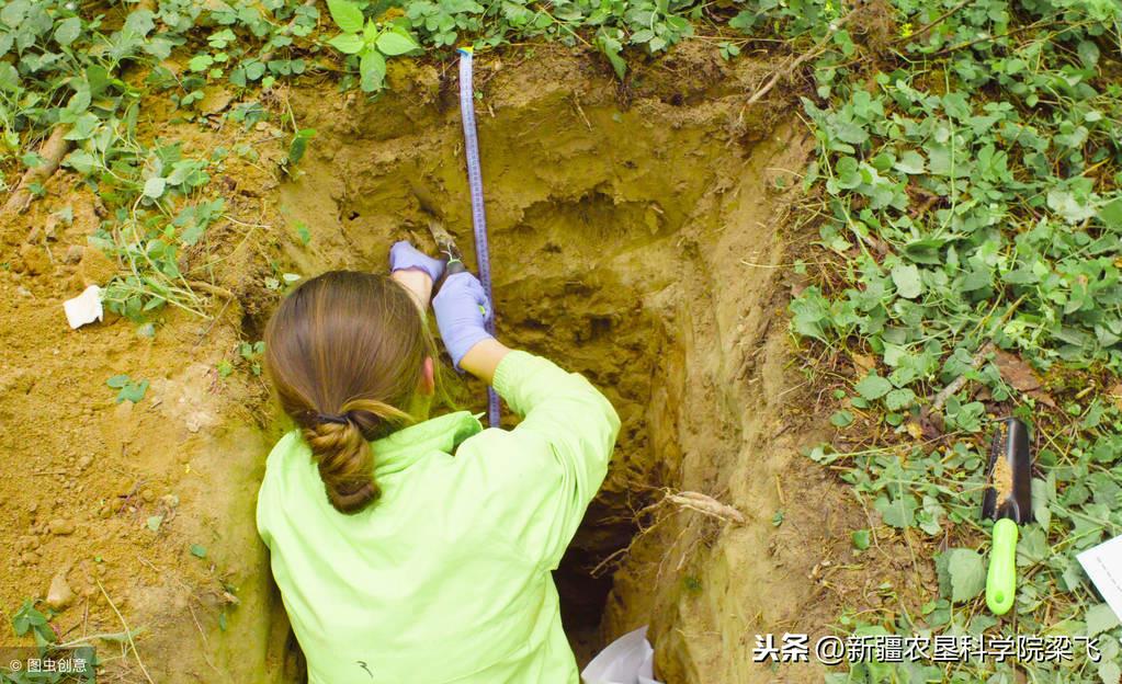 大枣种植技术及品种_大枣种植技术_大枣的种植