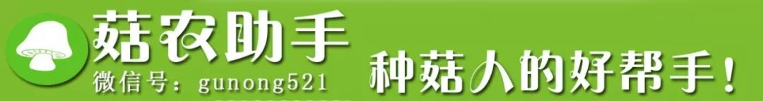 茶树菇种植效益好，1个棒可收6批一亩地收入12万！