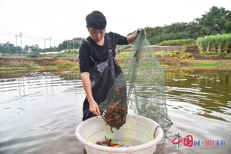 自贡农村养殖致富_自贡养猪专业合作社_自贡养殖企业名录