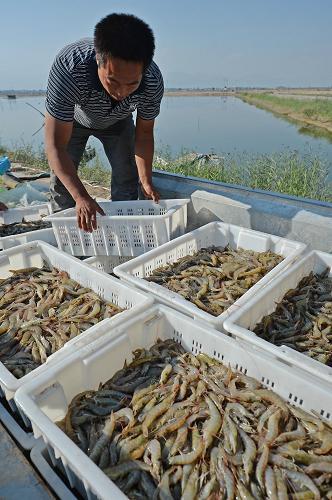 记者实地考察 四川共泰对虾养殖公司果然名不虚传