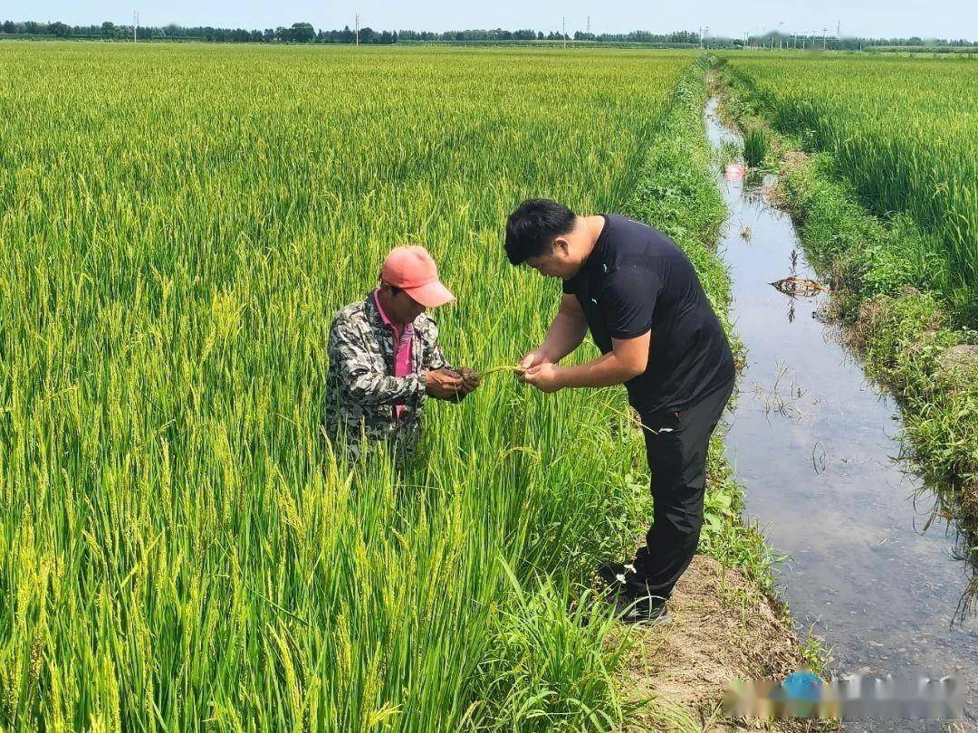 「最美家乡人」37岁新农民魏建明：扎根乡村 带领乡亲种水稻致富