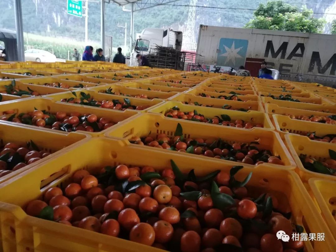 柑橘太阳果要摘掉吗_红太阳柑橘种植技术_红太阳柑橘成熟期