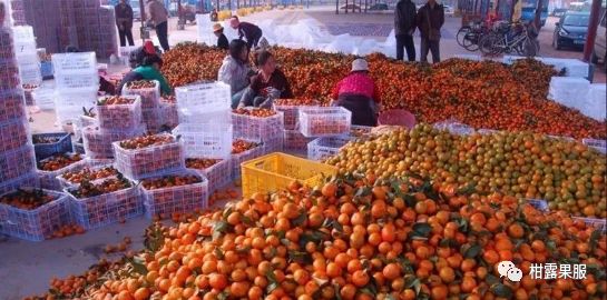 红太阳柑橘种植技术_红太阳柑橘成熟期_柑橘太阳果要摘掉吗