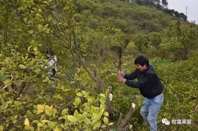 红太阳柑橘成熟期_红太阳柑橘种植技术_柑橘太阳果要摘掉吗