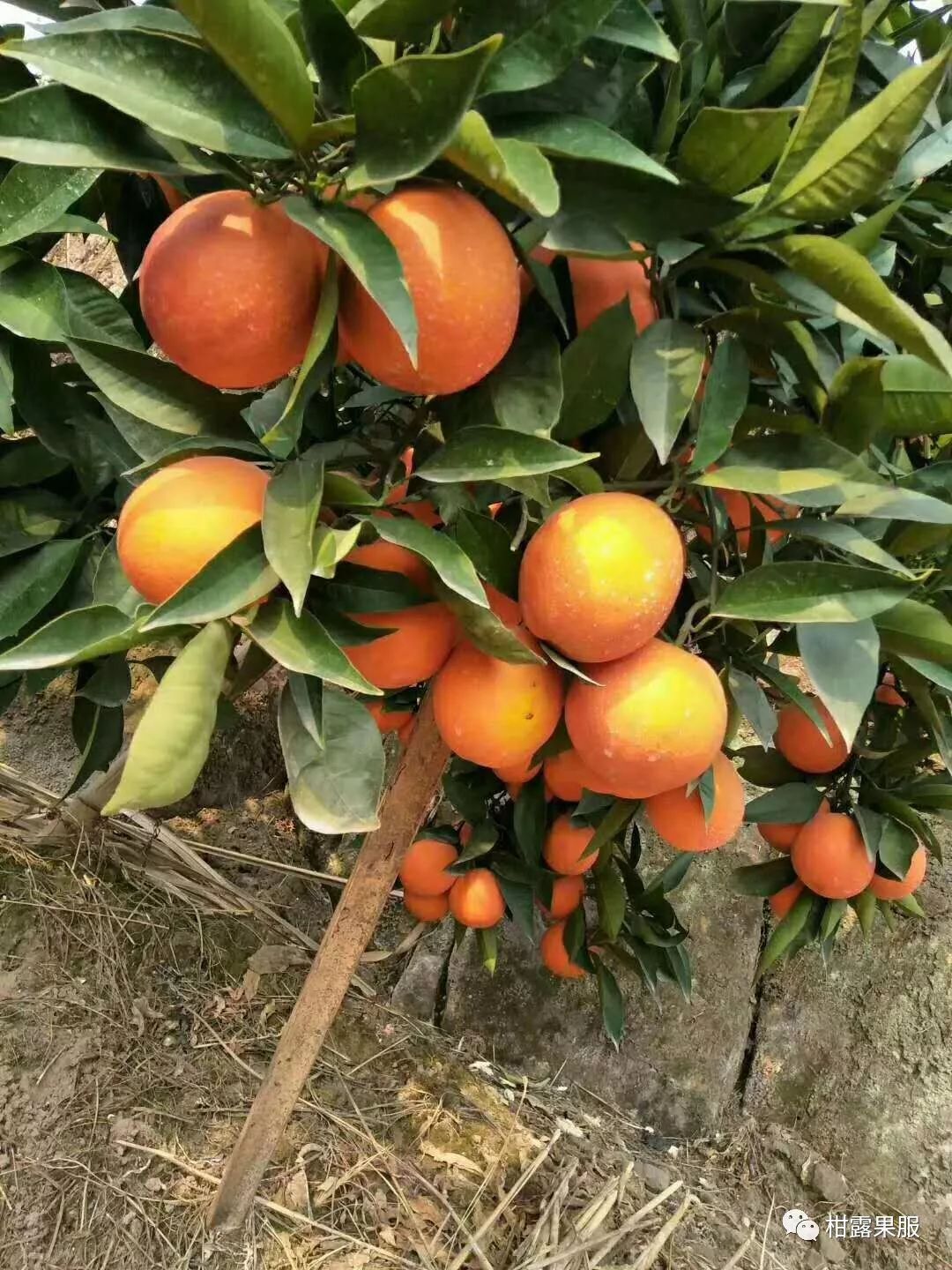 红太阳柑橘成熟期_柑橘太阳果要摘掉吗_红太阳柑橘种植技术