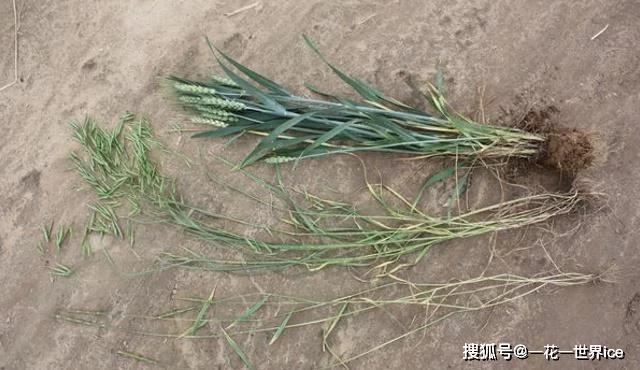 麦子种植致富机器_致富种植机器麦子怎么样_种麦子的机器