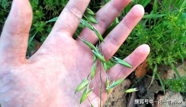 麦子种植致富机器_致富种植机器麦子怎么样_种麦子的机器