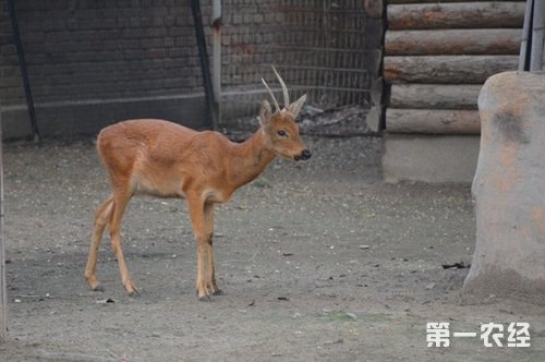 如何在庭院里饲养狍子？庭院养殖狍子经验分享