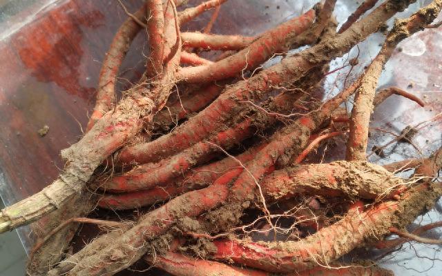 种植四川金银花技术视频_四川金银花种植技术_四川适合种植金银花吗