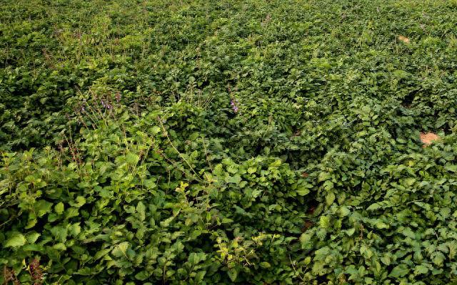 四川金银花种植技术_种植四川金银花技术视频_四川适合种植金银花吗