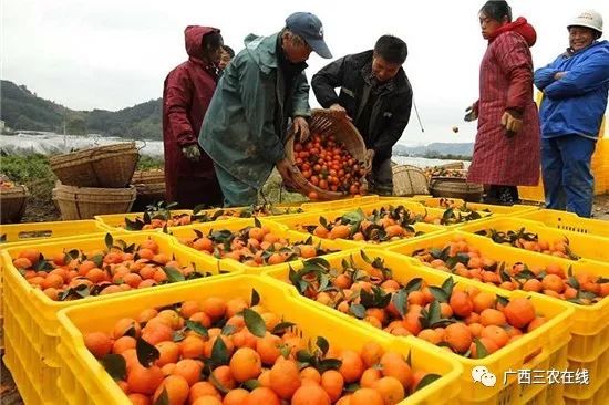 柑橘的太阳果怎么预防和处理_红太阳柑橘品种视频_红太阳柑橘种植技术