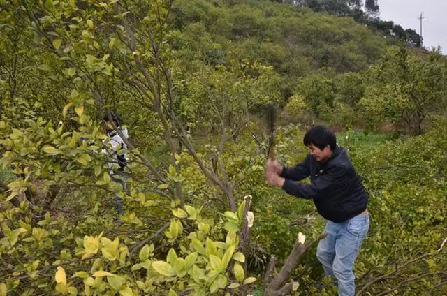 红太阳柑橘种植技术_红太阳柑橘品种视频_柑橘的太阳果怎么预防和处理