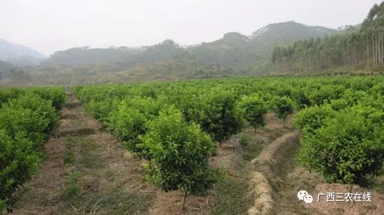 红太阳柑橘种植技术_柑橘的太阳果怎么预防和处理_红太阳柑橘品种视频