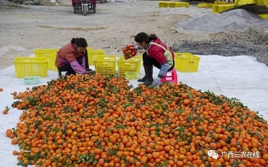 红太阳柑橘种植技术_红太阳柑橘品种视频_柑橘的太阳果怎么预防和处理